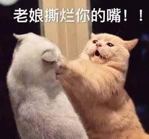 娱乐吃瓜君猫,揭秘娱乐圈那些不为人知的幕后故事