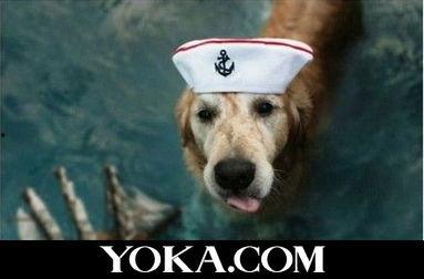 娱乐吃瓜酱最幸福的狗狗,揭秘最幸福的狗狗生活